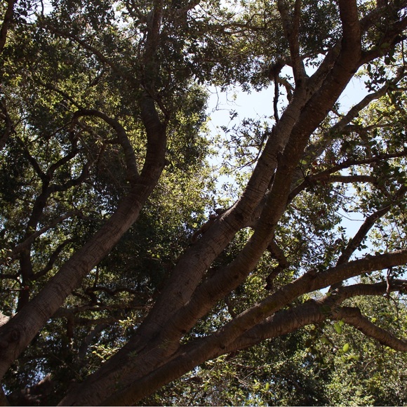 Meet your Posher, Avi - Picture 1 of 1